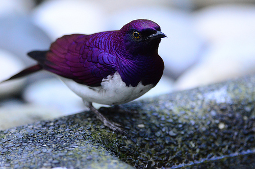 A New Heart Frequency Emerges. A New Soul Song Being Sung… Violet-starling
