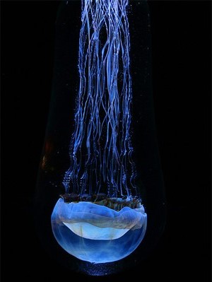 jellyfish-energy-cells