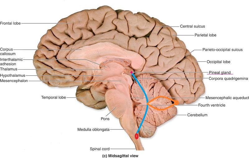 Brain structure showing pineal gland.jpg